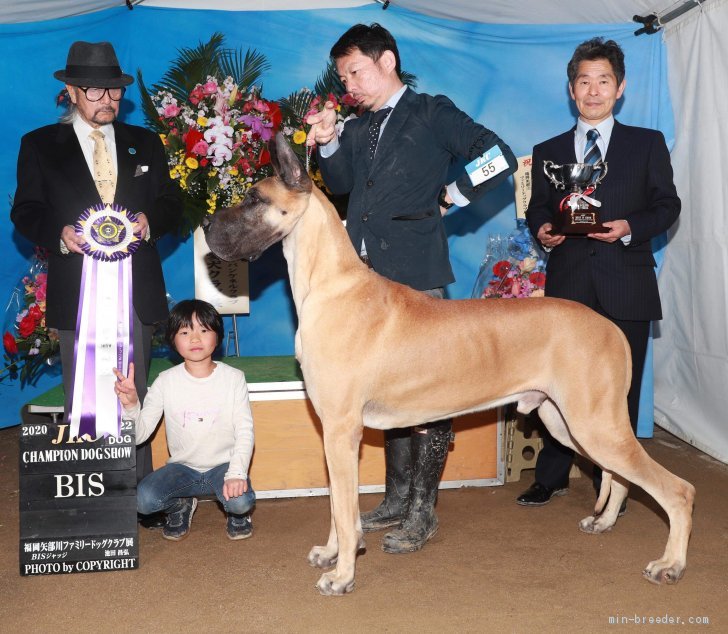 グレートデン オス フォーン 17 03 生まれ 福岡県 交配犬id 1810 B0008 アメリカ 日本のサラブレッド血統のグレートデーン みんなのブリーダー