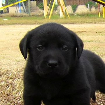 ラブラドールレトリバー【宮崎県・女の子・2014年10月30日・ブラック】の写真「★父犬は嘱託警察犬大会連続優勝犬です！！」