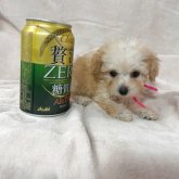 トイプードル(ティーカップ)