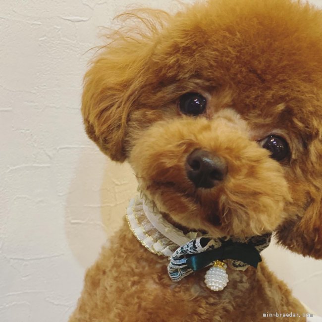 パパ犬♡♡｜上段　早紀(じょうだん　さき)ブリーダー(石川県・トイプードル・JKC登録)の紹介写真3