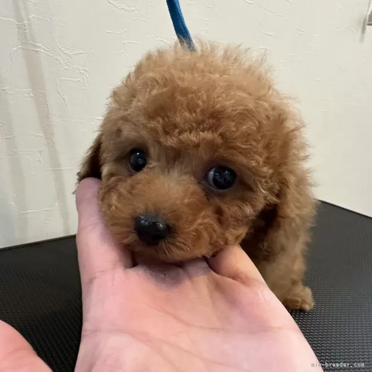 じゅんじゅん 様のお迎えした子犬