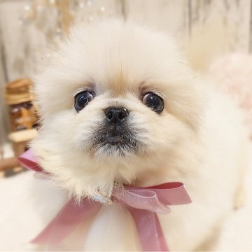 ペキニーズ【栃木県・女の子・2024年8月30日・ホワイトクリーム】の写真「🐶ペキニーズ４兄妹」