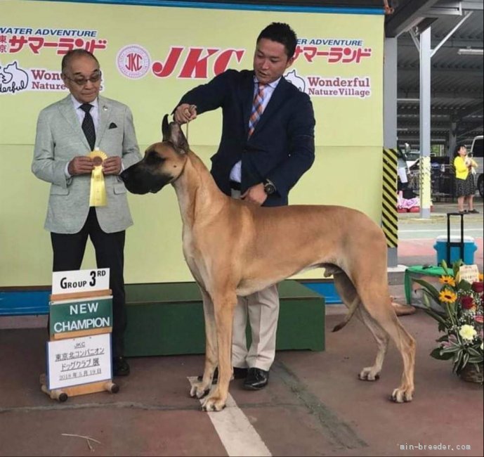 グレートデン【・男の子・2016年5月3日・フォーン】「体高97cm。立派なオスです！」