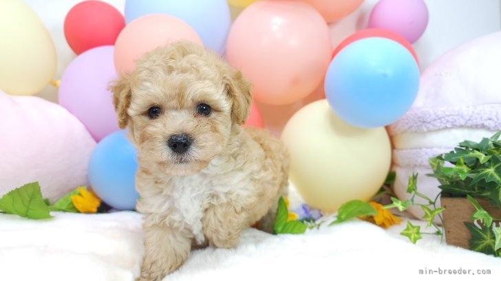 岡野将之ブリーダーのブログ：子犬の撮影背景を変更❣️