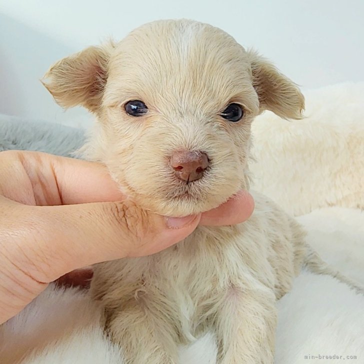 おめめが開きました♡色素薄め女子🐶 | ミックス(マルチーズ×チワプー)