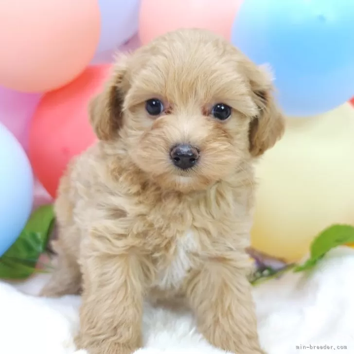 もっさん 様のお迎えした子犬