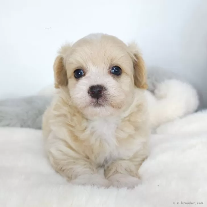 ゆっきー 様のお迎えした子犬