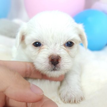 ミックス(チワワ×マルペキ)【茨城県・女の子・2024年7月7日・ホワイトアンドクリーム】の写真「優しいお顔のおんなのこ🩷‪」