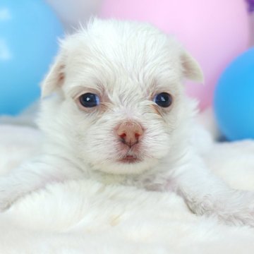 ミックス(チワワ×マルペキ)【茨城県・男の子・2024年7月7日・ホワイト】の写真「色素薄めなおとこのこ🩵‪」