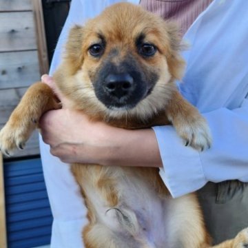 ポメマル(マルチーズ×ポメラニアン)【茨城県・男の子・2023年6月19日・オレンジ】の写真「ポメラニアンMIXちゃん♪にこにこ元気な甘えん坊！」