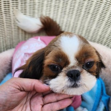 シーズー【岡山県・男の子・2024年4月28日・ホワイト&ゴールド】の写真「小さくて甘えん坊､毎日トコトコ元気いっぱい」