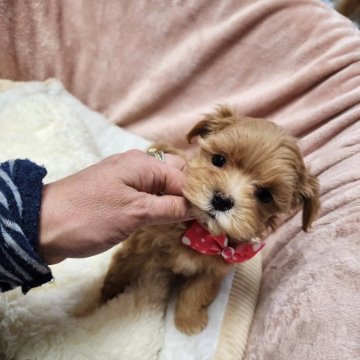 マルプー(マルチーズ×トイプードル)【岡山県・女の子・2024年12月12日・クリーム】の写真「小さな身体クルクルカールのお鼻ツン可愛い女の子」