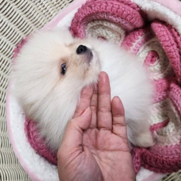 ポメラニアン【岡山県・男の子・2024年11月11日・ホワイト】の写真「プチモフモフ毛量大量､小さい男の子です！チョコ短足」