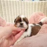 シーズー