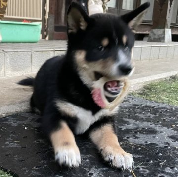 豆柴【岡山県・男の子・2024年8月31日・黒】の写真「両親共豆柴認定　元気のいい男の子🥰」