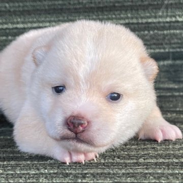 豆柴【岡山県・男の子・2025年1月14日・白】の写真「両親共豆柴認定　極小サイズですよ🥰」