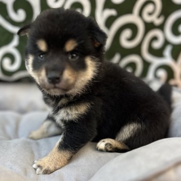 柴犬(豆柴)【和歌山県・男の子・2024年10月3日・黒】の写真「掲載期限11／29まで」