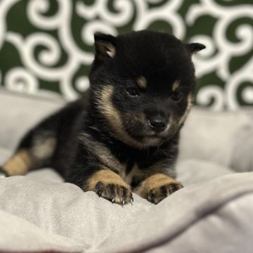 柴犬(豆柴)【和歌山県・女の子・2025年1月29日・黒】の写真「掲載期限3/28まで」
