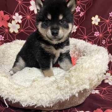 柴犬(豆柴)【和歌山県・男の子・2024年5月26日・黒】の写真「黒くてコロコロな子です」