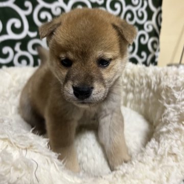 柴犬(豆柴)【和歌山県・男の子・2024年5月12日・赤】の写真「ぽってりモフモフな子です」