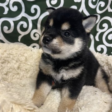 柴犬(豆柴)【和歌山県・男の子・2024年5月19日・黒】の写真「黒くてコロコロな子です」