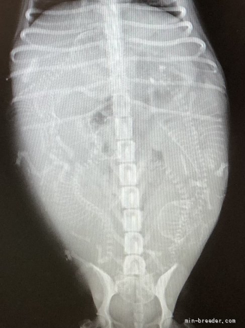 出産近づく レントゲン撮影 加納大ブリーダー みんなのブリーダー