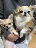 チワワ(ロング)【千葉県・男の子・2024年9月13日・フォーン】の写真15「四年前に産まれたキテレツお兄ちゃんと一緒に！」