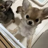 チワワ(ロング)【千葉県・男の子・2024年10月20日・レッド】の写真9「見上げた感じ🐕」