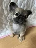 チワワ(ロング)【千葉県・女の子・2024年3月15日・フォーン】の写真3「見上げた感じ🐶」