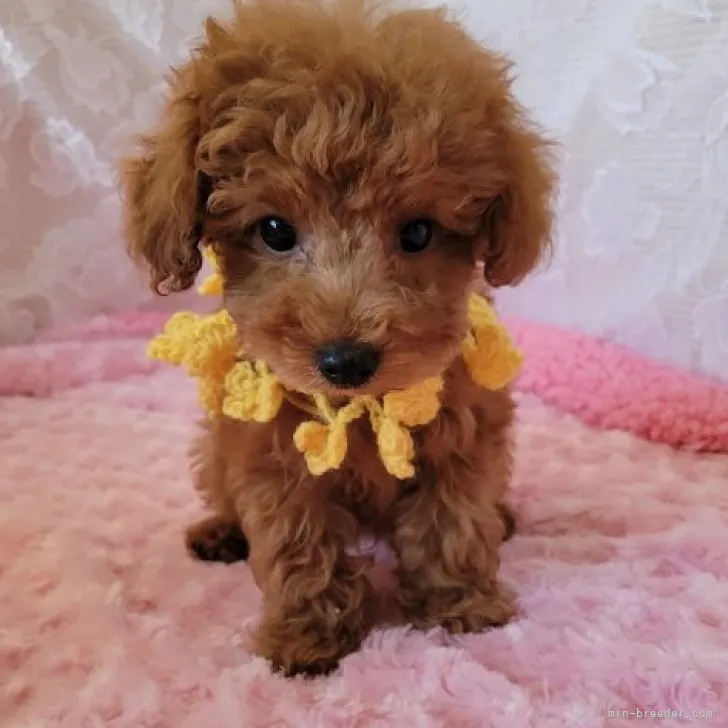 まるこ 様のお迎えした子犬