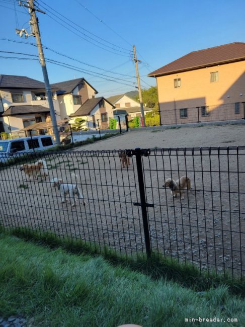 ５０坪の庭でみんなあそます。(ペットも含む)｜植　将仁(うえ　まさと)ブリーダー(和歌山県・フレンチブルドッグなど・JKC登録)の紹介写真3