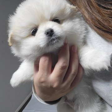 ポメチワ(ポメラニアン×チワワ)【和歌山県・男の子・2024年12月15日・クリーム】の写真「大きな白くまポメラニアンさがしてる方にイチオシ♥️」