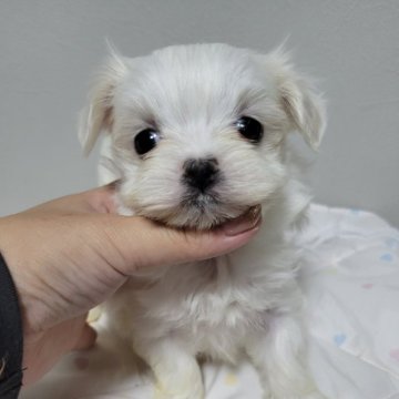 マルチーズ【和歌山県・女の子・2024年11月16日・ホワイト】の写真「目クリクリ♥️女の子🎀♀」