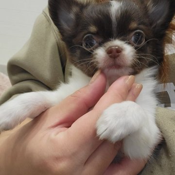 チワワ(ロング)【和歌山県・男の子・2024年11月5日・チョコタンホワイト】の写真「最終価格で🤗♥️」