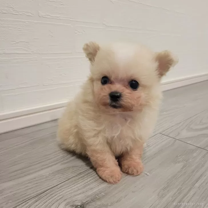 せみ 様のお迎えした子犬