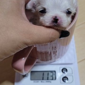 マルチーズ【和歌山県・男の子・2023年10月7日・ホワイト】の写真「ものすごくかわいい小さい子犬💗」