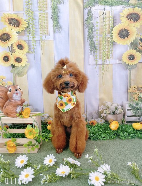 BOUQUETちゃん⁺o(⁎˃ᴗ˂⁎)o⁺‧•͙‧⁺｜殿岡　昌代(とのおか　まさよ)ブリーダー(千葉県・ポメラニアンなど・JKC登録)の紹介写真7