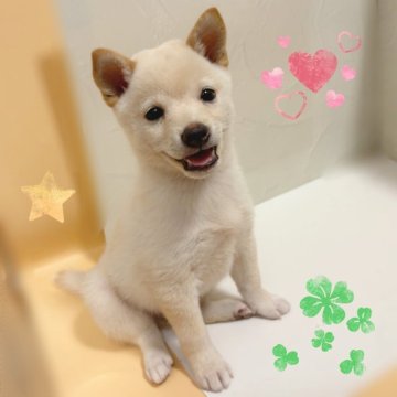 柴犬(豆柴)【東京都・男の子・2025年8月23日・白】の写真「♡豆柴犬 白の男の子♡」