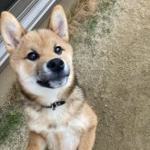 柴犬(標準サイズ)