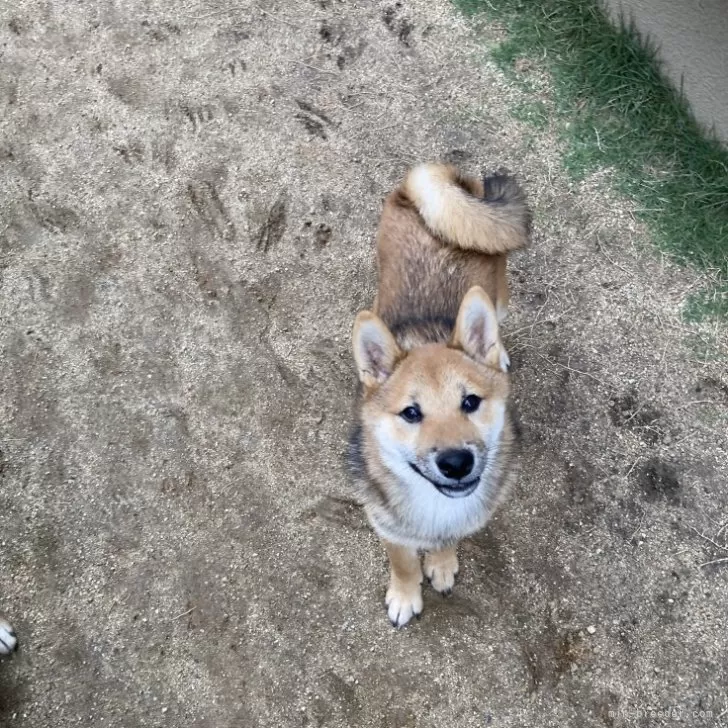 柴犬(標準サイズ)【福岡県・男の子・2024年1月20日・赤】の写真1「優しいお顔をしています☺️人懐っこく甘えん坊です♡」