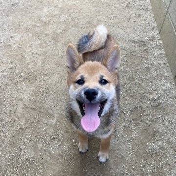 柴犬(標準サイズ)【福岡県・男の子・2024年1月20日・赤】の写真「かわいいおめめでキラキラ笑顔の赤柴男の子です⭐︎」