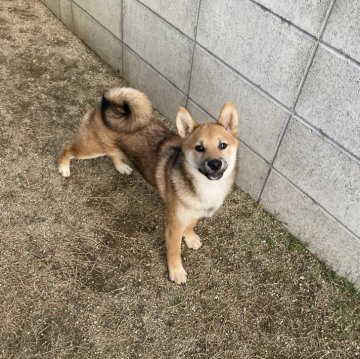 柴犬(標準サイズ)【福岡県・男の子・2024年1月20日・赤】の写真「キリッとした目でイケメンです！」