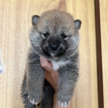 柴犬(標準サイズ)【埼玉県・男の子・2024年11月6日・赤】の写真「ちょっと変わった柄です」