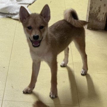 柴犬(豆柴)【埼玉県・男の子・2024年5月12日・赤】の写真「柴犬、3兄弟」