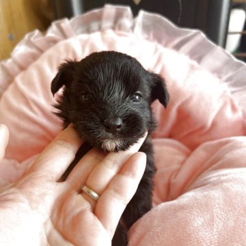 ミックス(柴犬×トイプードル)【埼玉県・男の子・2025年2月26日・ブラック】の写真「おめめウルウル仲良し3兄妹」