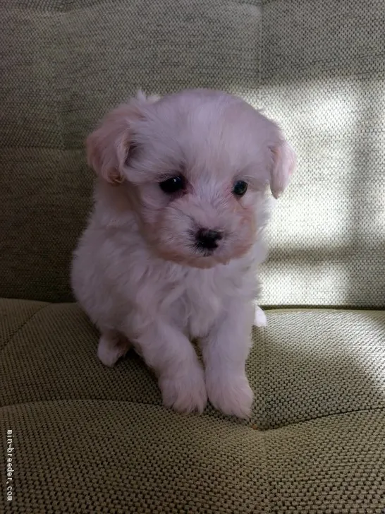 うえたん 様のお迎えした子犬