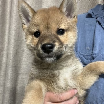 柴犬(豆柴)【埼玉県・男の子・2023年10月3日・赤色】の写真「安定のブサ可愛フェイス」