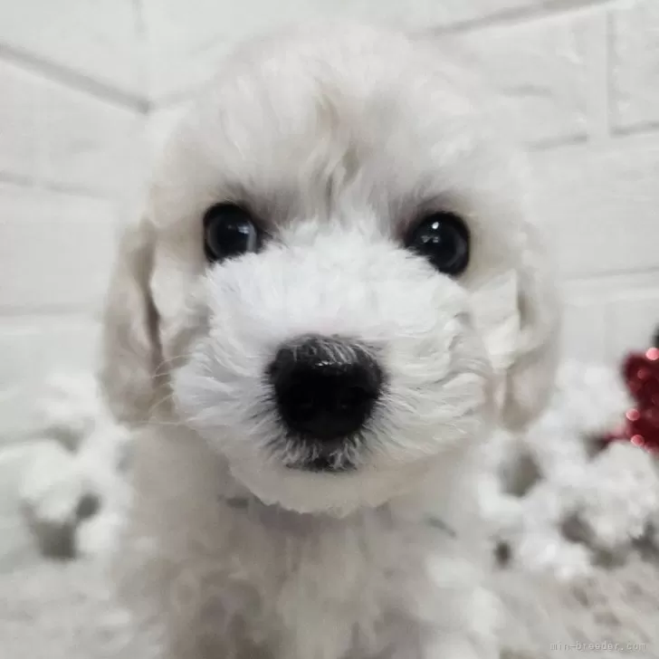 ハルイロミヤモ 様のお迎えした子犬