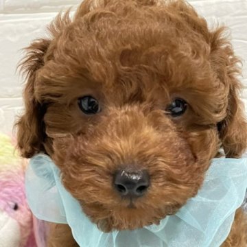 トイプードル(トイ)【三重県・男の子・2023年1月5日・レッド】の写真「甘えん坊の長男くん🐕️」