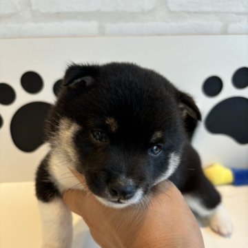 柴犬(豆柴)【福岡県・男の子・2024年6月13日・黒】の写真「ぷっくり　コロコロ豆柴」